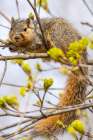 Fox squirrel eating tree buds in Defiance, Ohio, USA. Art Print